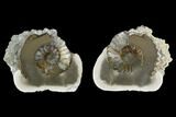 Cut Ammonite (Pleuroceras) Fossil Pair - Germany #125378-1